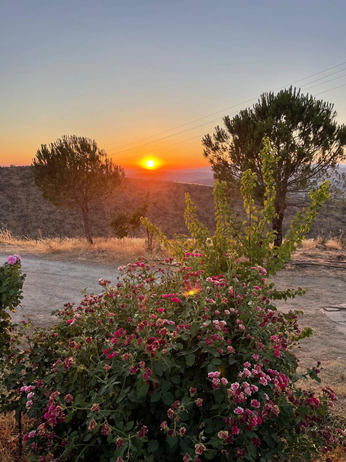 Trilye İmel Zeytinyağı