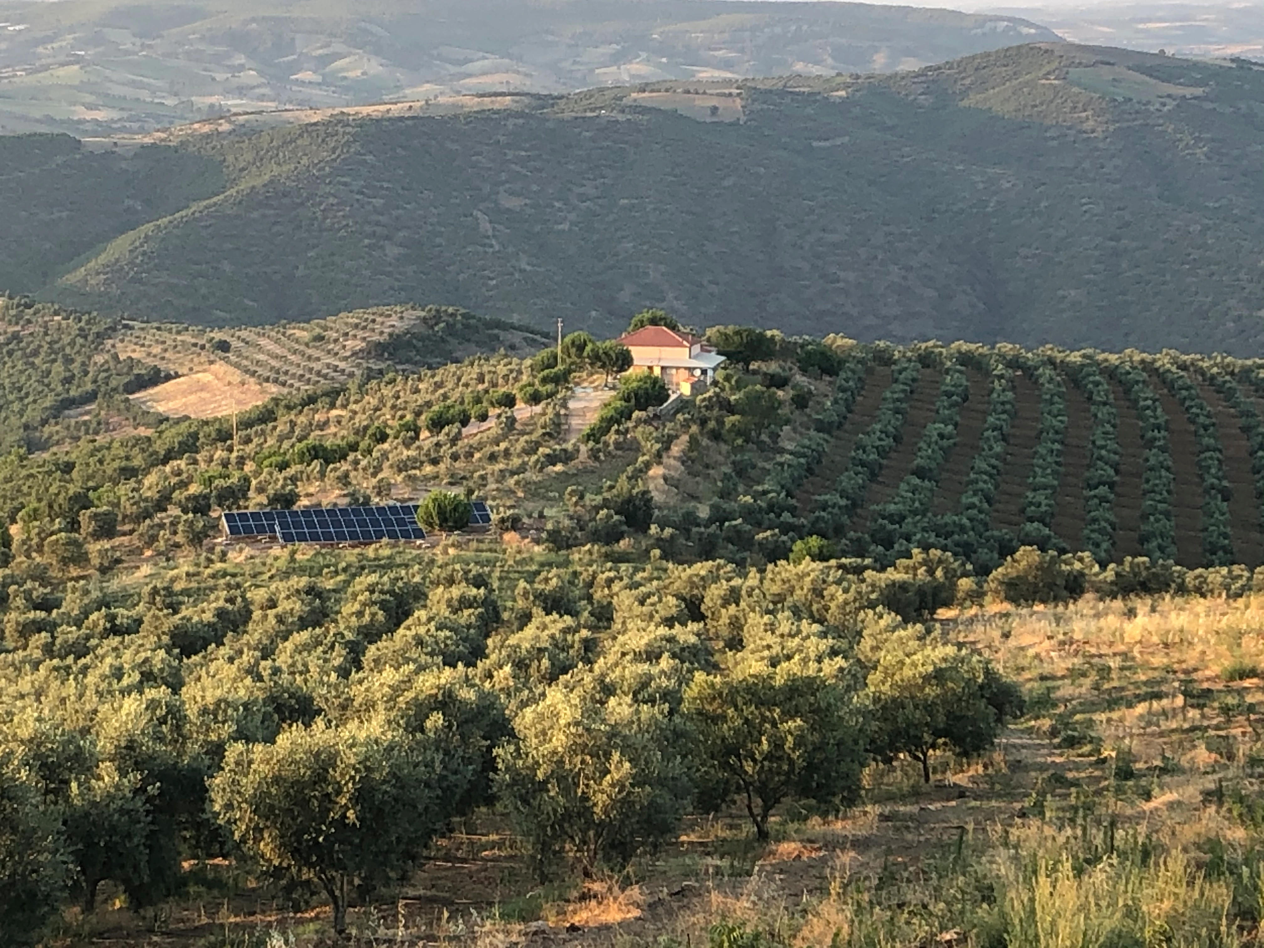 Trilye İmel Zeytin Bahçeleri